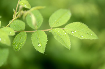 Drops of water on the leaves of wild rose after the rain close up