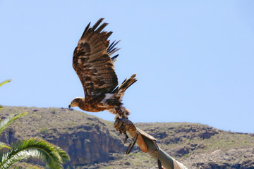 Junger Steinadler im Abflug