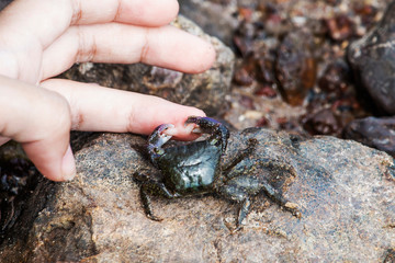 Small crabs clamping fingers of children.