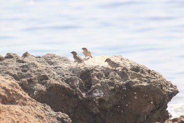 Wild bird in the sea side 