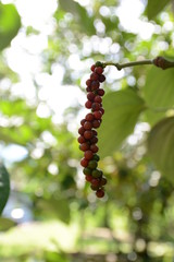 Pepper on the vine