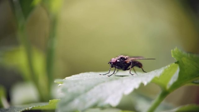 A fly sits on a green leaf of grass and washes