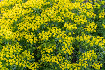 Lots of Golden Alyssum flowers