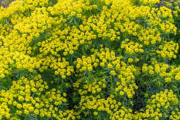 Lots of Golden Alyssum flowers