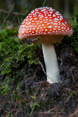 Netherlands Echten drente. Mushrooms in the forest