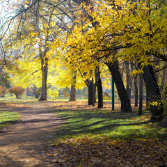 autumn in the park