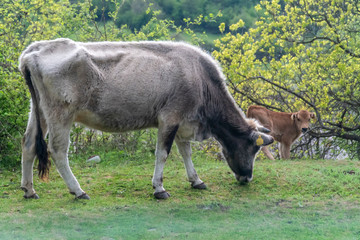 Naklejka na ściany i meble Grey cow - Bulgarian cattle breed