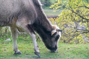 Fototapeta premium Grey cow - Bulgarian cattle breed
