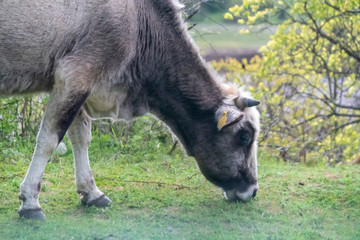 Fototapeta premium Grey cow - Bulgarian cattle breed
