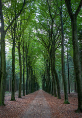 Forest lane. Echten drente Netherlands