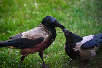 Couple of Grey crow (Corvus tristis) birds feeding each other.