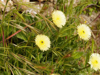 Capitules d'Urospermes de Daléchamps (Urospermum dalechampii)