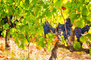 Big cluster of blue grapes on a branch close up © Shchipkova Elena