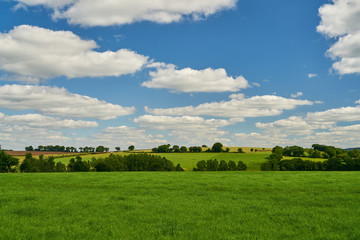 Grünes Gras auf Wiese vor einem blauen Himmel