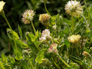 Urosperme de Daléchamps (Urospermum dalechampii)