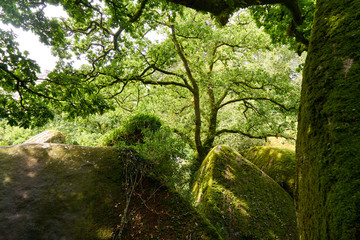 Wald mit Steinen im Sommer in Huelgoat