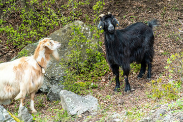 Obraz premium Wild mountain goats on a steep hill