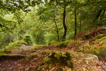 Grüne Wald Landschaft in Huelgoat, Frankreich