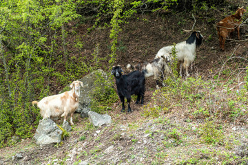 Wild mountain goats on a steep hill