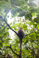 Balinese long tailed monkey
