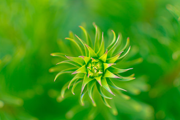 Abstract green plant spiral, over a blurred background