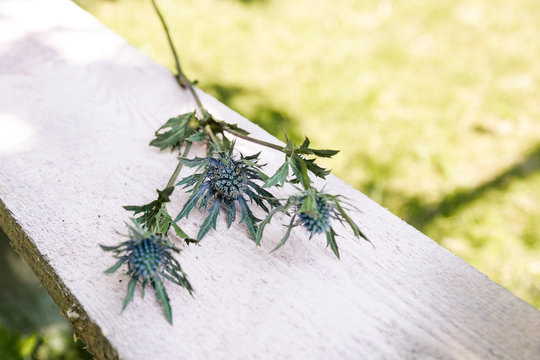 Blaue Distel Silberdistel