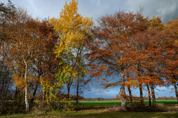 Autumn colors. Fall. Netherlands