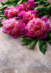 Pink peony flowers on light  background.