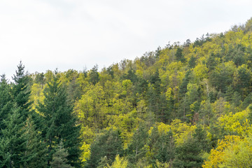 Colorful mixed forest background