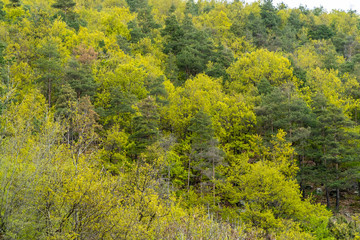 Colorful mixed forest background