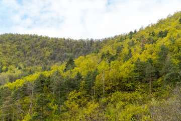 Colorful mixed forest background
