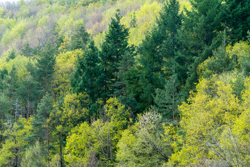 Colorful mixed forest background
