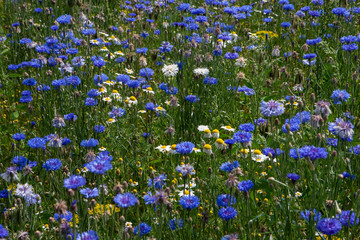 Cornflower