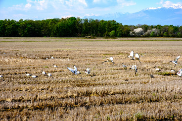 Stormo di Ibis Sacri in risaia