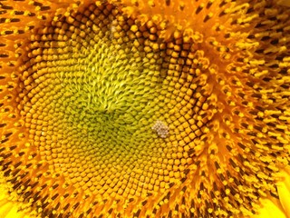 Sunflower  with golden petals. A bee sitting on a flower and collecting nectar. Green leaves as a background.