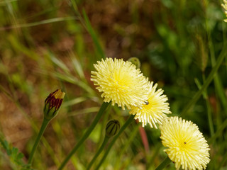Weichhaariges Schwefelkörbchen (Urospermum dalechampii) 