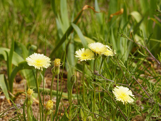 Weichhaariges Schwefelkörbchen (Urospermum dalechampii) 