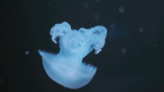 Lychnorhiza lucerna. marble jellyfish move in the water on a dark blue background. Jellyfish medusa underwater. Jellyfish Underwater Footage with glowing medusas moving around in the water. Jellyfish 