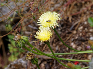 Weichhaariges Schwefelkörbchen (Urospermum dalechampii) 