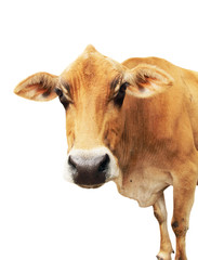 Funny portrait of a yellow cow isolated on white background