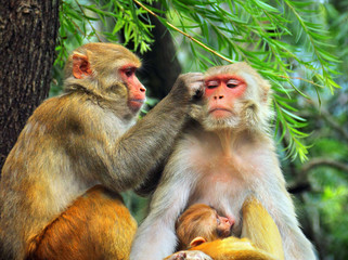 Two grown up monkeys with young breastfeeding macaque monkey in Rewalsar city (Tsopema), Himachal Pradesh, India