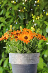 Kapkörbchen im Blumentopf in Orange blüht vor grünem Hintergrund