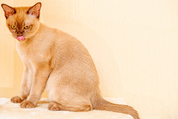Burmese cat kitty color chocolate, is a breed of domestic cat, originating in Thailand, believed to...