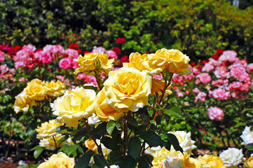 Yellow spring roses - obrazy, fototapety, plakaty