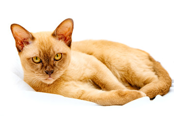 Burmese cat kitty color chocolate, is a breed of domestic cat, originating in Thailand, believed to have its roots near the present Thai-Burma.