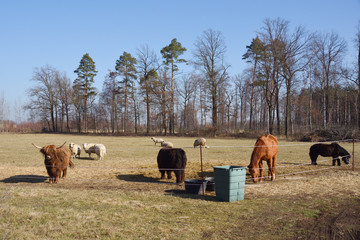 Nutztiere auf der Weide