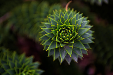 Monkey puzzle tree (Araucaria araucana)