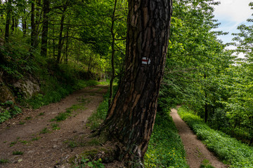 Obraz premium trail in saxon switzerland, germany