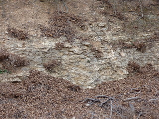 autumn leaves on a bare rocky hillside