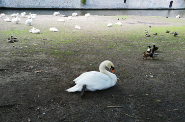 Swan resting on the ground in a park surrounded by other swans and ducks